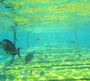 Unterwasserwelt am Steg