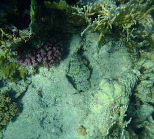 Drachenkopf/Innenriff