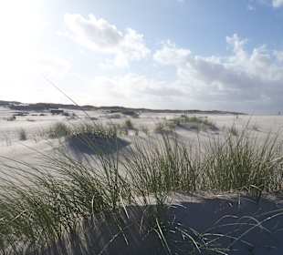 In den Dünen