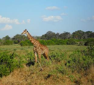 Giraffe