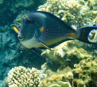 Schnorcheln Makadi Bay