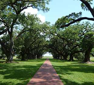 Oak Alley vom Herrenhaus abgewandt