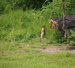 ...es leben auch Tiere hier!