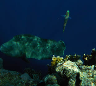 Wielka ryba przy rafie hotelowej