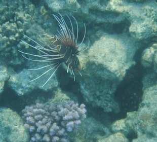 Feuerfisch Hotel Prima Life Makadi Bay