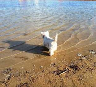 Süßwasserbereich Hunde erlaubt