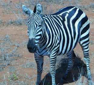 Erstkontakt auf Safari