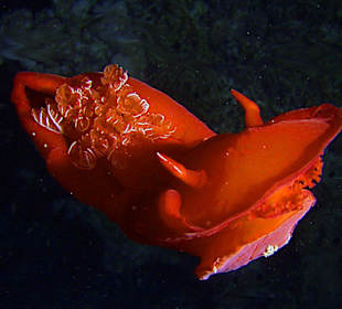 Spanische Tänzerin beim Nachttauchgang