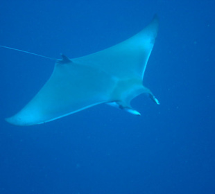 Mobula Manta