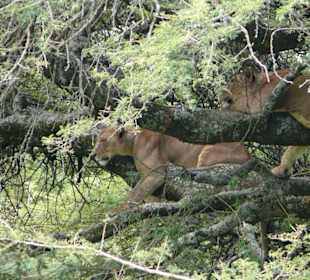 Baumloewen -große Klasse