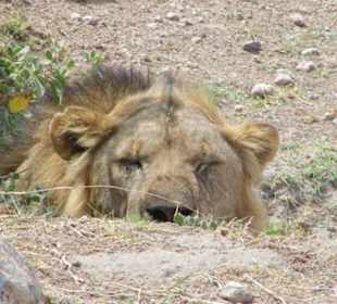 Ein gar nicht begeisterter Löwe
