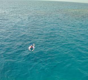 Mit Delfinen schwimmen. Echt Klasse Tag!