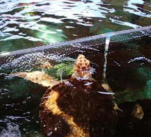 Im Meereskundemuseum