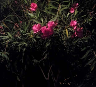 Abends sind die Blumen total anders