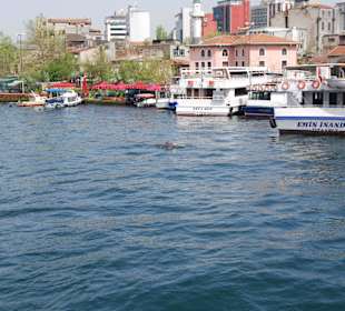 Tümmler im Golden Horn