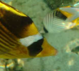 Рыбка-бабочка