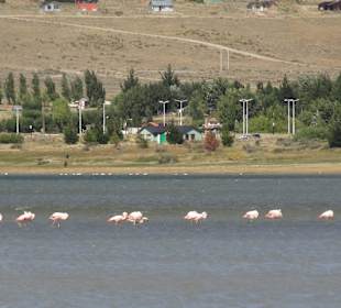 Flamingi w Lago Argentino