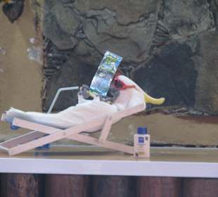Papageienshow - im Urlaub