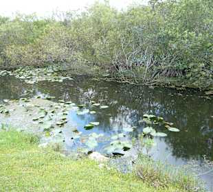 Evergladesausläufer