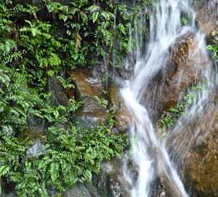 Im Sinharaja Rainforest