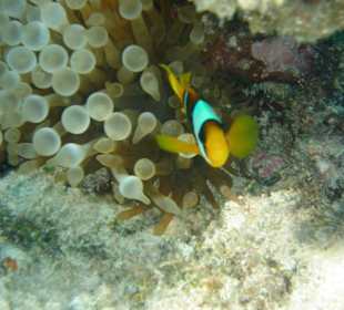 Nemo alleingelassen in Wohnung Knubbelanemone
