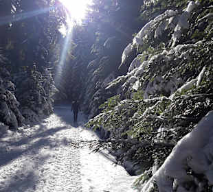 Am Wanderweg Lupinen-Trail.