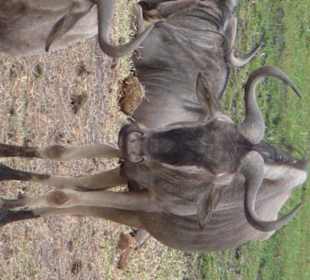 Gnus in Amboseli