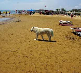 Vom Sunrise Richtung Kumköy-Evrenseki am Strand