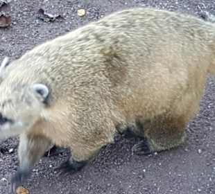 Aus dem Raritäten Zoo Ebbs