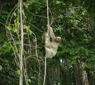 Faultier Tortuguero Nationalpark