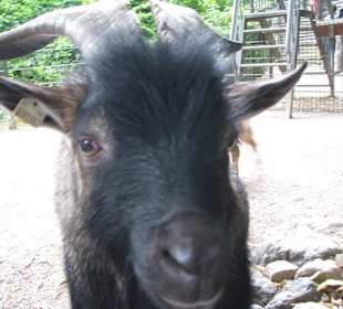 Ziege