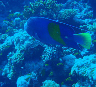 Arabischer Kaiserfisch