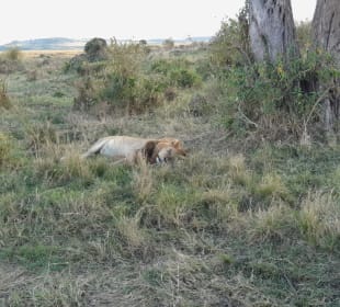 Der König 