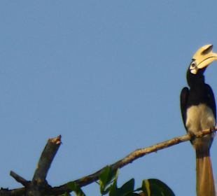 Hornbill