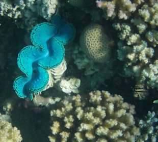 Schnorcheln Makadi Bay