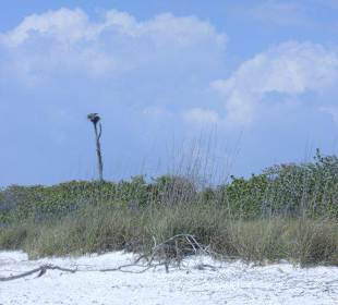 Auch die Adler lieben die Aussicht