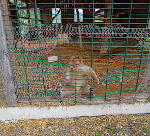 Familienland Pillerseetal