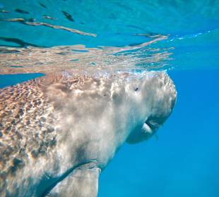Dugong