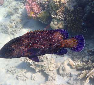 Schnorcheln Makadi Bay