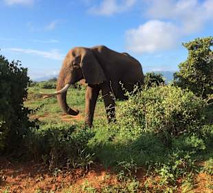 Tsavo Ost mit vielen Elefanten