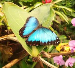 Fliegende Edelsteine