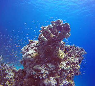 Schnorcheln Hurghada