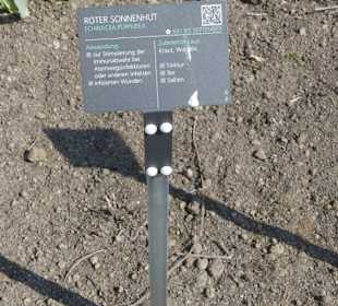 Hinweistafel zum eingepflanzten Kraut