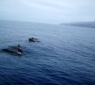 Pilotwale mit Jungtieren