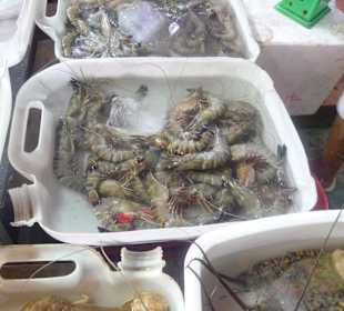 Frische Garnelen