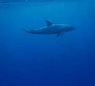 Begegnung mit Delfin