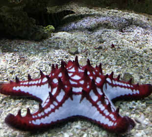 Meeresaquarium am Fichtelberg