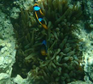 Findet Nemo am Hausriff Hotel Happy Life Village