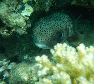 Kugelfisch am Hotelriff
