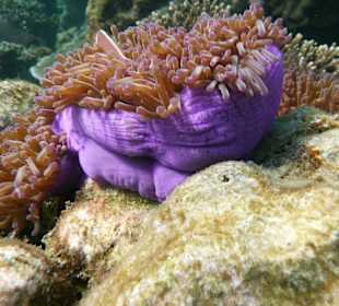 Schnorcheln auf Koh Phangan